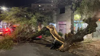 Requerimento questiona monitoramento de árvores em risco em Poços