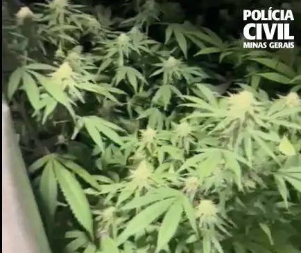 MG | Biólogo preso usava conhecimento científico para produzir drogas e dar cursos para traficantes