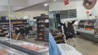 Boi invade supermercado em MG e corre em direção ao açougue