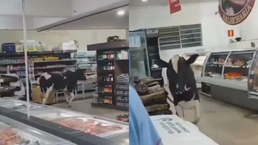 Boi invade supermercado em MG e corre em direção ao açougue