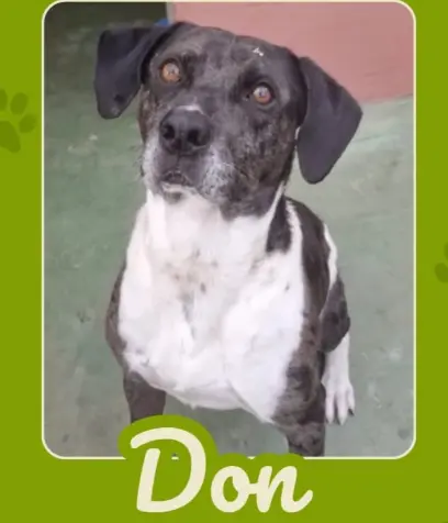 Cachorro resgatado com corrente parafusada no pescoço precisa de ajuda para cirurgia