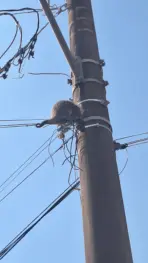 Ouriço é salvo em fiação telefônica a 4 metros de altura