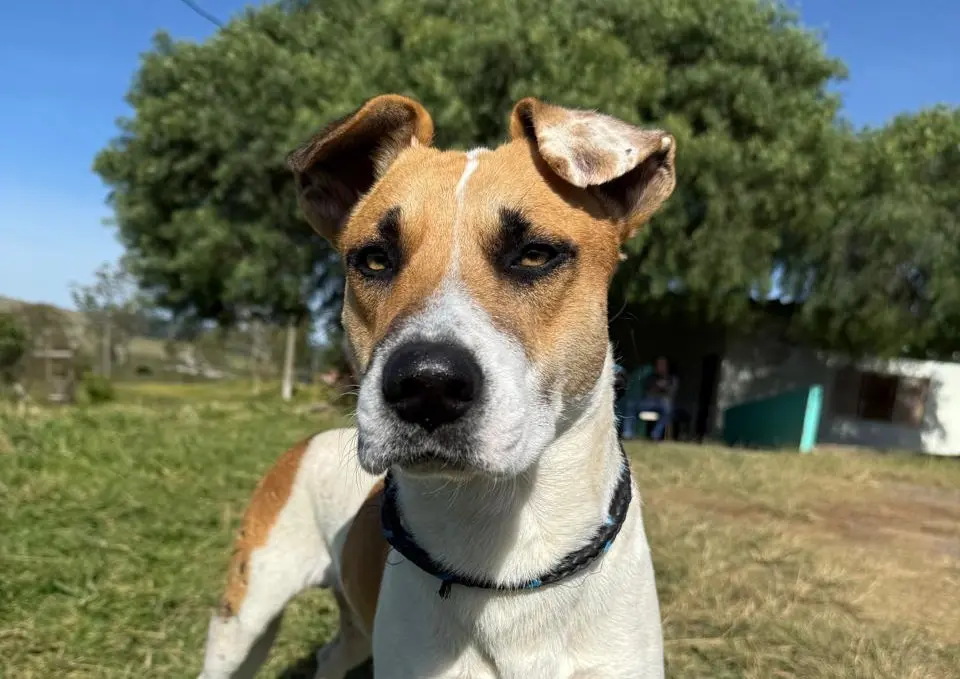 Poços promove evento no Dia Mundial da Adoção de Animais