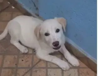 Floquinho quer um lar