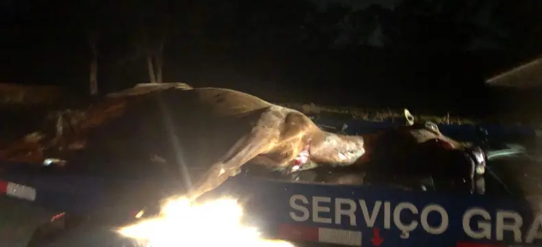 Cavalo morre atropelado e situação de animais soltos se arrasta em Poços