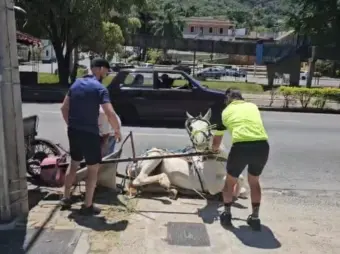 Protetores cobram vereadores após novo episódio com charrete em Poços