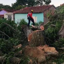 Bombeiros removem cedro de 12 metros que ameaçava residências