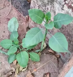 Família é internada após confundir planta tóxica com couve em MG