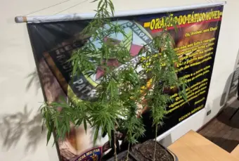 Homem é preso por cultivo caseiro de maconha no Parque Pinheiros