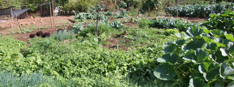 Hortas circulares são alternativa de renda para agricultores familiares no sul de Minas