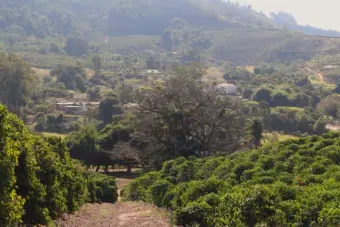 Paineira centenária em Cabo Verde guarda vestígios da escravidão