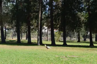 DMEE aponta vandalismo como causa de falhas na iluminação do Parque Ecológico