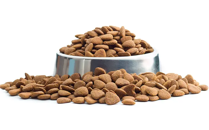 Comvida lança campanha para arrecadar ração para cães e gatos