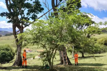 MG | Gata é resgatada após passar dois dias a 20 metros de altura em árvore