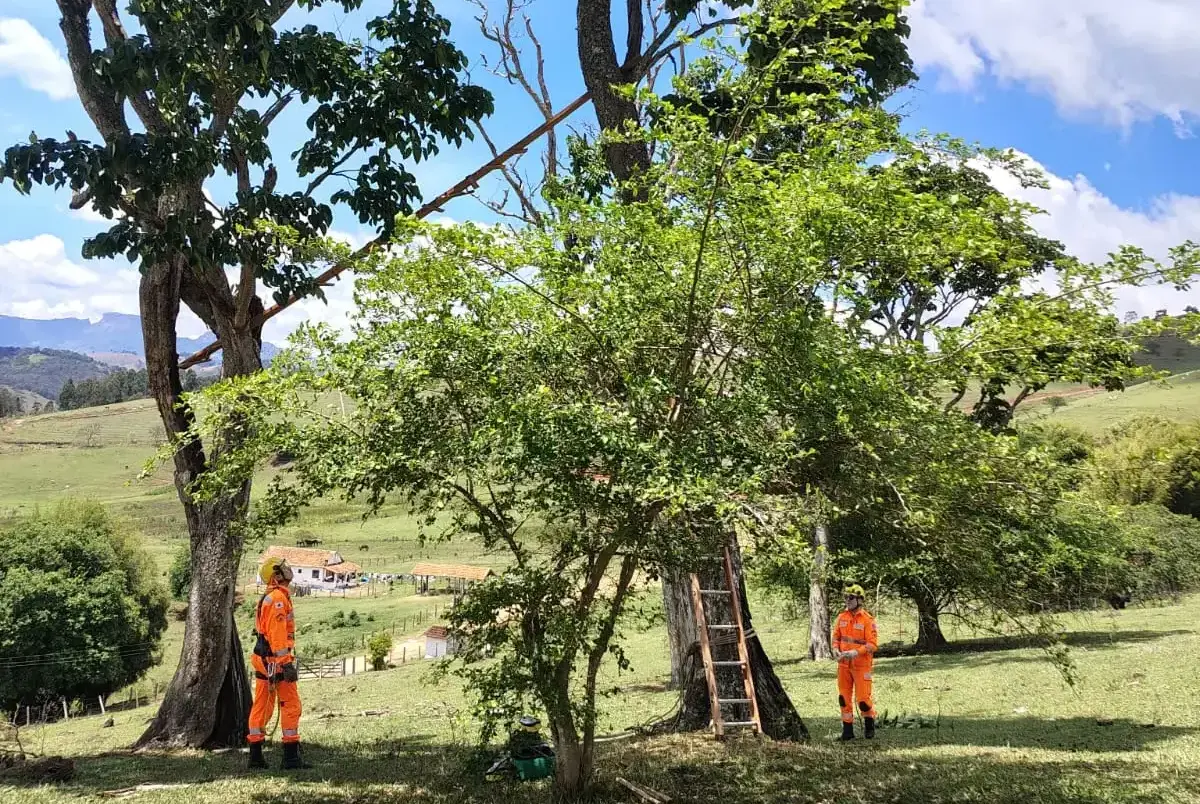 MG | Gata é resgatada após passar dois dias a 20 metros de altura em árvore