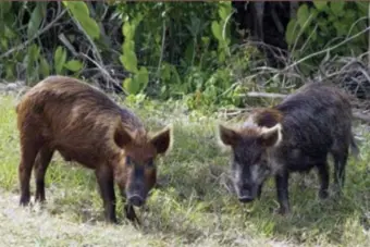 Sistema e IMA: acordo amplia capacitação e certificação rural