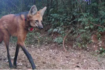 Lobos do Caraça adaptados aos visitantes