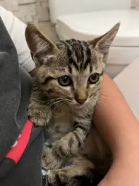 Minduim pra adoção