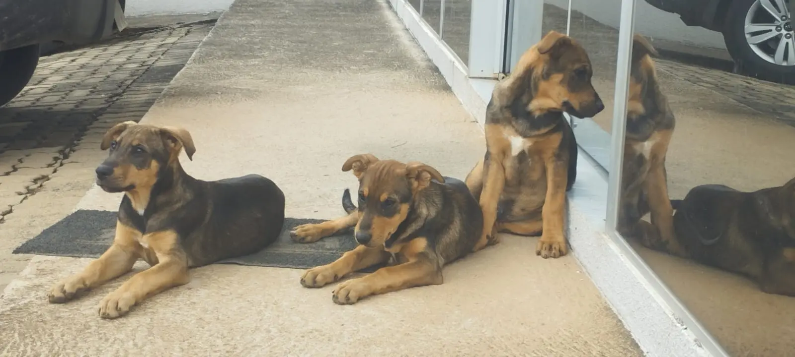 Trio parada linda para adoção