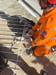 Bombeiros resgatam cão preso em lança de portão em MG