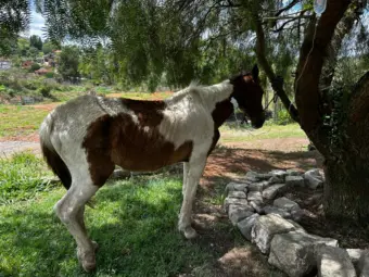 Cavalo resgatado com desnutrição e ferimentos precisa de ajuda para tratamentos