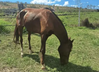 Furto de cavalo expõe falhas de segurança no CCZ, denuncia Instituto