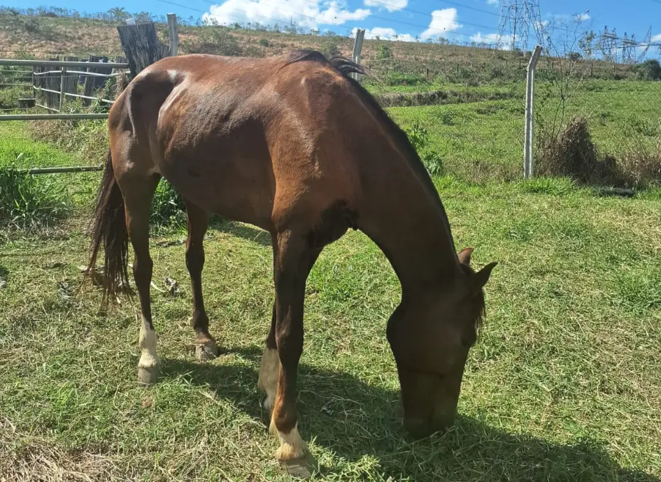 Furto de cavalo expõe falhas de segurança no CCZ, denuncia Instituto