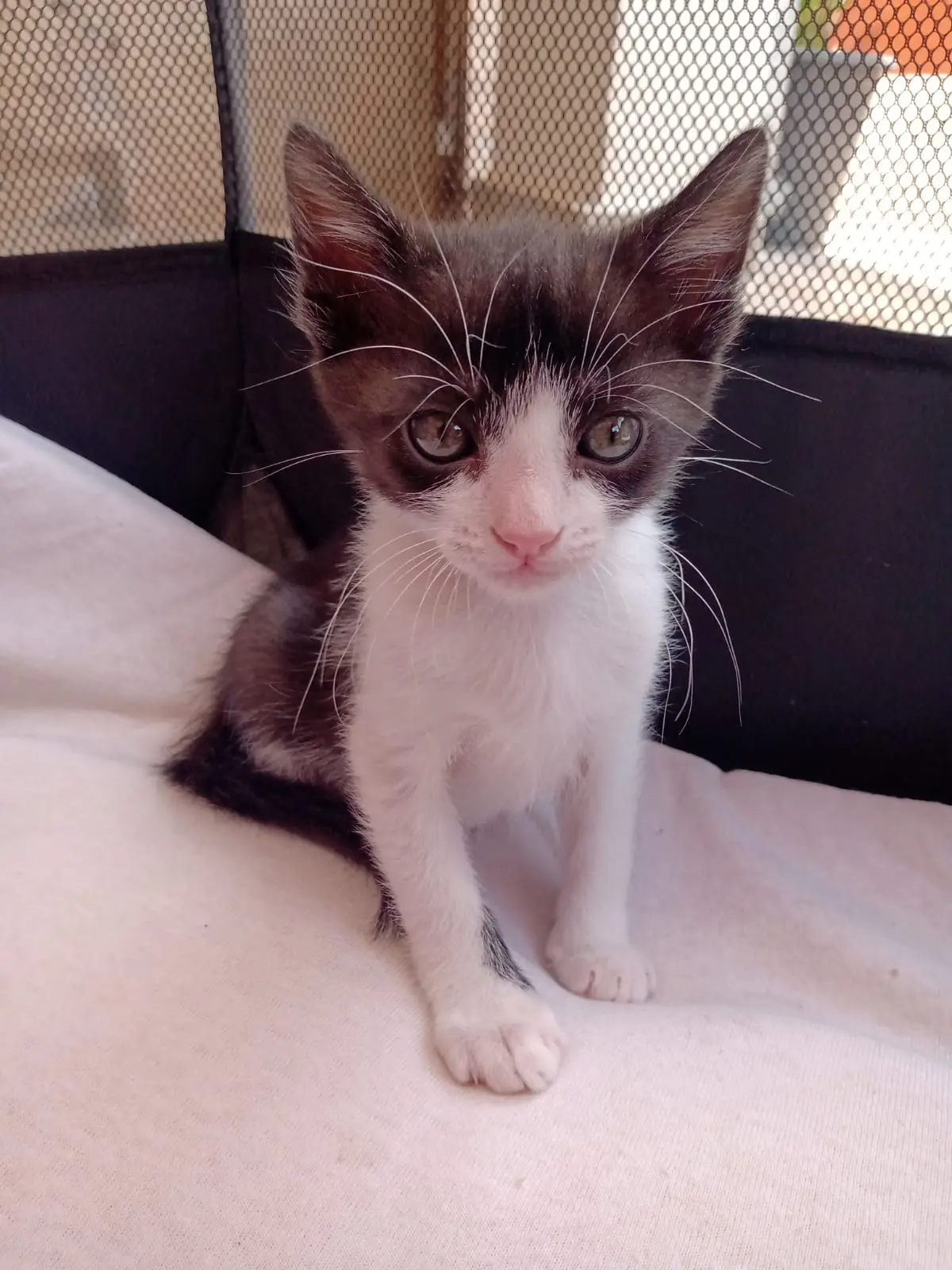 Gatinha Nina disponível para adoção