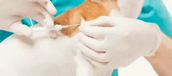 Falta de microchips afetou mais de 4 mil castrações; prefeitura fará campanha de regularização