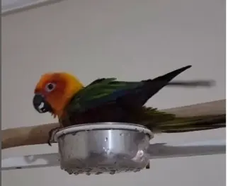 Jandaia legalizada do grupo Araras Viajantes é apreendida durante gravação no Rio