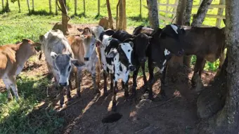 Operação desarticula esquema de venda de gado roubado através de leilão em Campestre