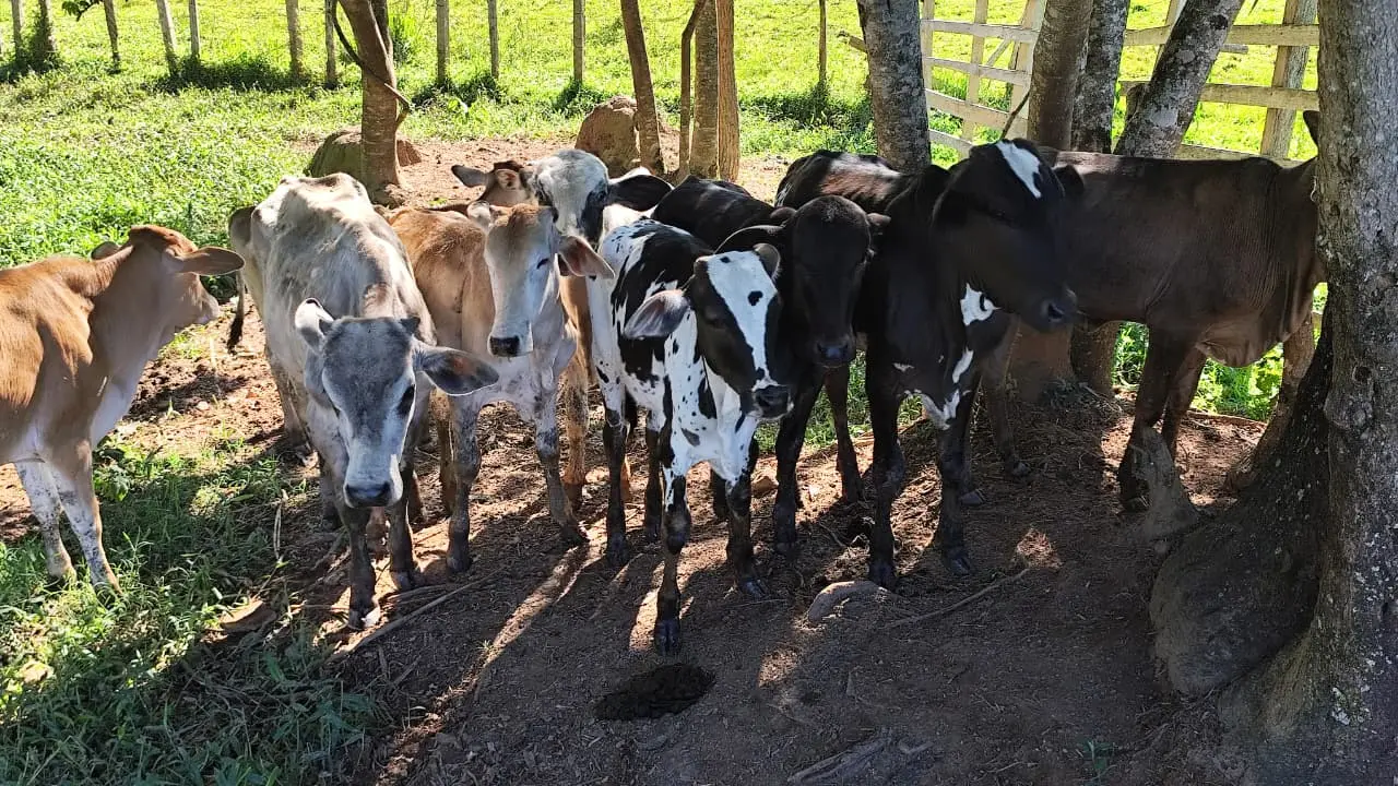 Operação desarticula esquema de venda de gado roubado através de leilão em Campestre