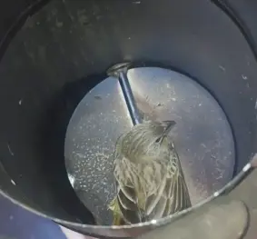 Bombeiros resgatam pássaro em duto de chaminé em Poços